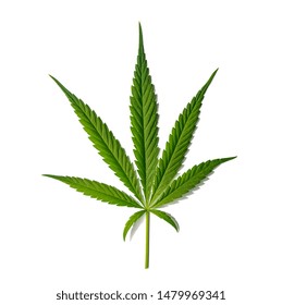 Cannabis Leaf Sativa Isolated On White