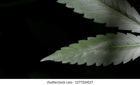 Cannabis Leaf In The Shadow Weed Plant