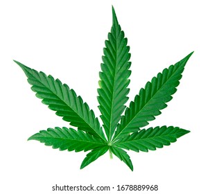 Cannabis Leave Isolated On White Background Stock Photo (Edit Now ...