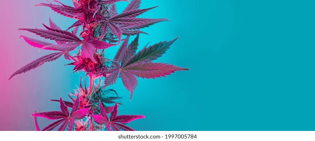 Cannabis leaves banner. Cannabis marijuana foliage with a purple pink pastel tint. Large purple leafs of cannabis plant on blue background. Medicinal hemp banner with emptyspace for text