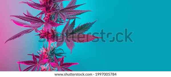 Cannabis\
leaves banner. Cannabis marijuana foliage with a purple pink pastel\
tint. Large purple leafs of cannabis plant on blue background.\
Medicinal hemp banner with emptyspace for\
text