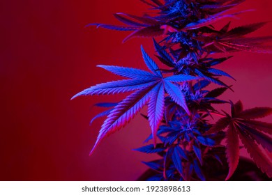 Cannabis leaves beautiful background in colorful purple blue light. New aesthetic look on medical marijuana plant. Colored foliage of hemp in ultraviolet artistic style. Banner with empty place.
