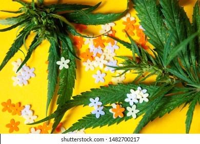 Cannabis Leaves And Flowers On A Yellow Background, Next To Multi-colored Paper Confetti. Psychotropic Substances And Medicine. Shallow Depth Of Field. Close-up.