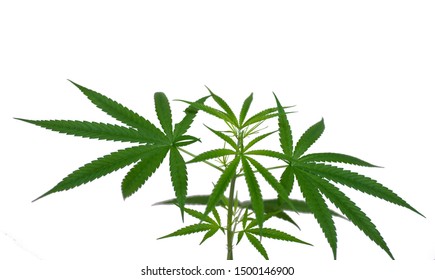 Plant Cannabis Isolated On White Background Stock Photo 1321669520 ...