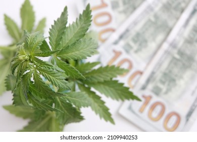 Cannabis leaves. The legality of cannabis, legal and illegal in the world. One hundred dollar bills. Light background Business concept of marijuana cannabis, medical marijuana stock market. 