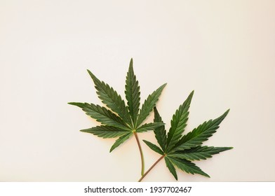 Cannabis leaves, marijuana plant isolated on white background. Alternative medicine. Hemp recreation, legalization concept.