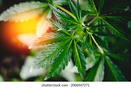 2,756 Cannabis sunrise Images, Stock Photos & Vectors | Shutterstock