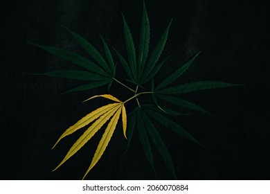 Cannabis leaves (marijuana, weed, ganja or hemp) on a dark background. Pattern of marijuana leaves. Pile of marijuana leaves.