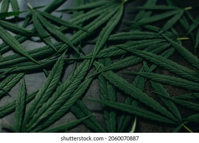 Cannabis leaves (marijuana, weed, ganja or hemp) on a dark background. Pattern of marijuana leaves. Pile of marijuana leaves.