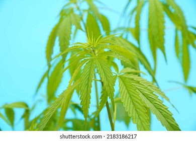 8,079 Medicated leaves Images, Stock Photos & Vectors | Shutterstock