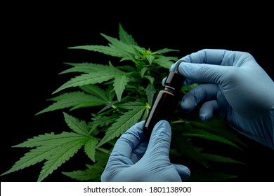 Cannabis Leaves Of A Plant On Dark Background, CBD Extract From Hemp Leaf, Plants Weed Like Marijuana, Research For Medical Benefits, Concept Of Herbal Alternative Medicine, THC Oil Pharmaceutical.