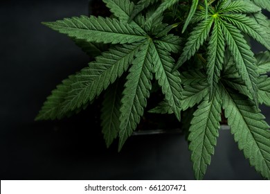 Cannabis leaves of a plant on a dark background
