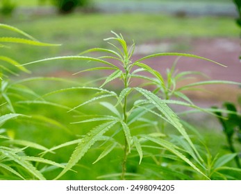 Cannabis leaves and rain water on the cannabis leaves.It looks refreshing and it is a herb.I grow it for cooking, for example,putting cannabis leaves in Spicy Chicken Soup will make it more delicious.