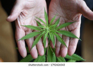 Cannabis Leaves. A Small Plant Of Cannabis In The Hands Of An Old Woman. Growing Marijuana At Home For Medical Purposes