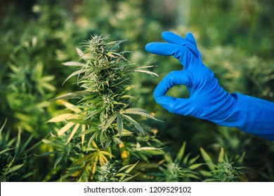 cannabis legalization in canada, free cultivation of marijuana, ok hand sign
