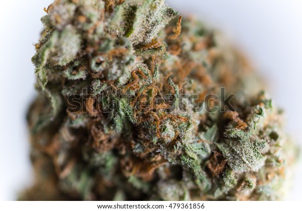 Order Godfather OG cannabis plant feminized in America - Discreet shipping