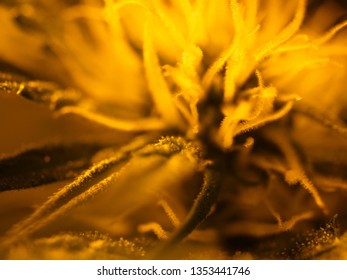 Cannabis, Marijuana Buds Close Up