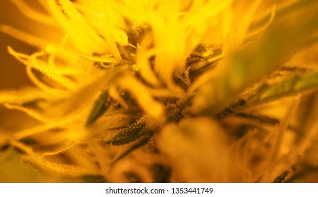 Cannabis, Marijuana Buds Close Up