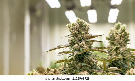 cannabis marijuana flower and THC and CBD chemical in lab making medical from nature herb.