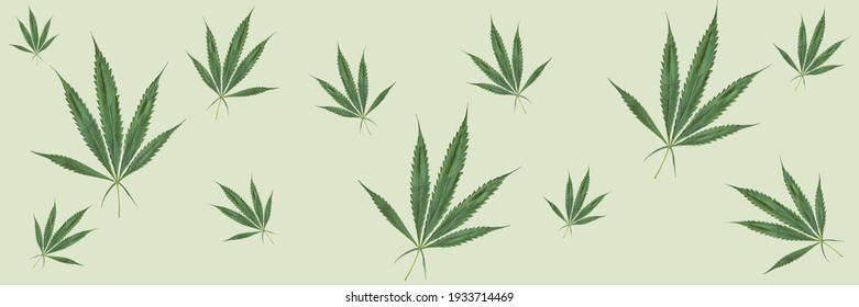 Cannabis Marijuana Leaves Hemp Banner Texture For Background.