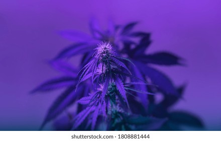 Cannabis Marijuana plant in Vaporwave deep purple neon style. Medical plant of Cannabis or Hemp  with flowering buds and ultraviolet light. Blooming vegetative bush with crystal trichomes