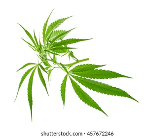 979 Wacky Weed Images, Stock Photos & Vectors 