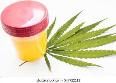 Cannabis or marijuana urine test. Laboratory urine container stands on green leaf of hemp on white background. The concept of laboratory testing for cannabis in urine or addiction of smoking marijuana