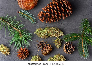 1,754 Cannabis cones Images, Stock Photos & Vectors | Shutterstock