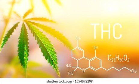 Cannabis oil tetrahydrocannabinol with marijuana plant. THC concept. Hemp industrial plantation. Cannabis plant growing outdoors, lit by warm morning light