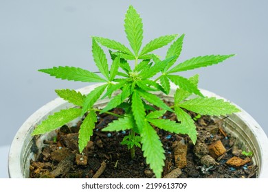 Cannabis Plant Auto Photo,flowering Cannabis Plant