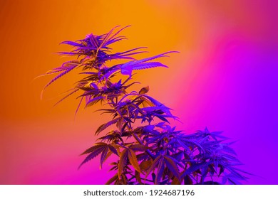Cannabis plant in beautiful neon vibrant style. Purple Medicinal Marijuana. New aestethic fashion trendy look of agricultural strain of hemp. Colorful banner in purple pink ultraviolet colors