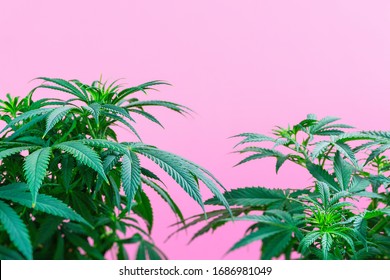 Cannabis plant, branch of marijuana on a pink background with copy space