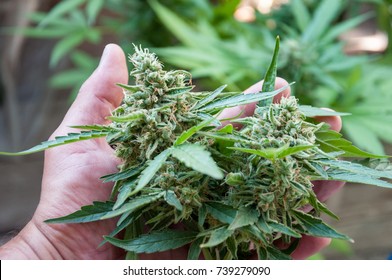 Cannabis Plant Bud In Man Hand Close Up