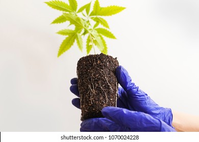 Cannabis Plant Cloning Scientific Research Roots.marijuana  In The Ground In Hand Blue Gloves