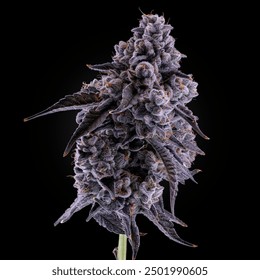 Cannabis Plant up close with detail