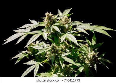 Cannabis Plant Close Up On Black Background