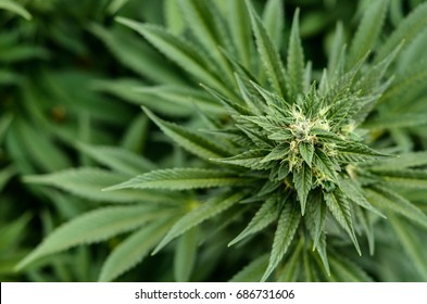 Cannabis Plant Close Up Top View 