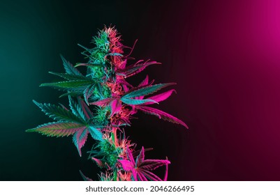 Cannabis plant with colored leaves in neon purple pink and green lights on dark background. Aesthetic cannabis photography. New modern fashion look on marijuana medical agricultural strain of hemp