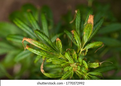 Cannabis Plant Disease Excess Nitrogen Drying Leaves