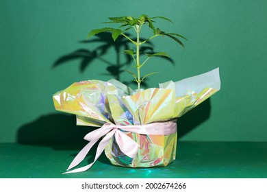 Cannabis Plant In A Flower Pot Wrapped In Holographic Foil. Gift Idea. Legally Growing Cannabis.