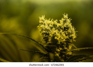 Cannabis Plant Flowering Stage Stock Photo 672462301 | Shutterstock