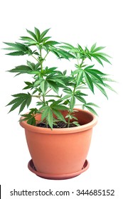 Cannabis Plant In Flowerpot On White Background