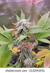 Cannabis plant in full flower