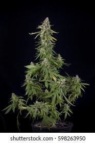 Cannabis plant growing on a pot (green crack marijuana strain) with late flowers ready to harvest - isolated over black background