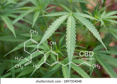 Cannabis plant growing at outdoor cannabis farm. The texture of marijuana leaves. Photo with the formula CBD (cannabidiol). Concept of cannabis plantation for medical.