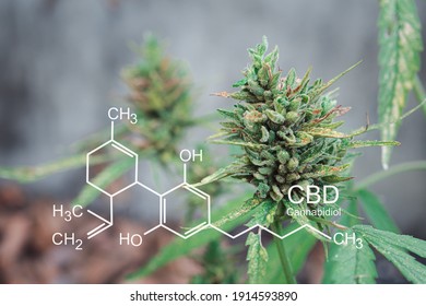 Cannabis plant growing at the outdoor farm. The texture of marijuana leaves. Photo with the formula CBD (cannabidiol). Concept of cannabis plantation for medical.