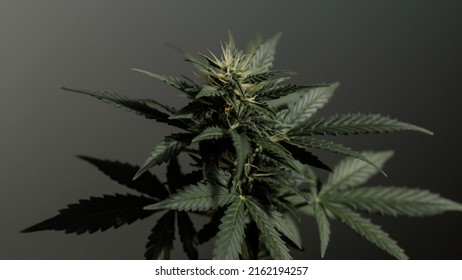 Cannabis Plant. Growing Cannabis. Science Harvest Marijuana Cannabis Plants In Science Lab For Making Medicine And Herb Product. Marijuana Canabis On Field.