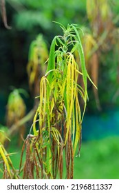 The Cannabis Plant Has Withered Leaves And Is Near Death.