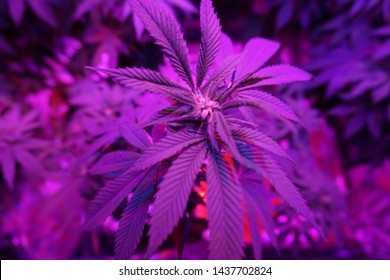 Cannabis Plant Indoor Girl Scout Cookies Stock Photo 1437702824 ...