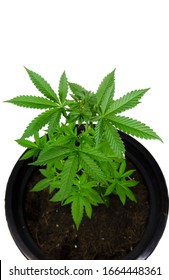 Cannabis Plant Isolated On White Background